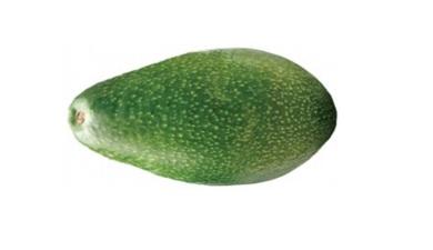אבוקדו גליל