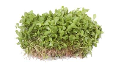 רשאד
watercress, אורגני
