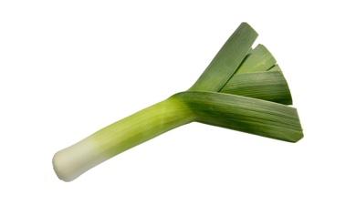 כרישה פראסה
לוף, פרימיום