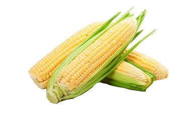 תירס מתוק
sweet corn, אורגני